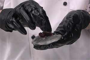 水晶粽的做法大全，水晶粽西點培訓圖文教程分享