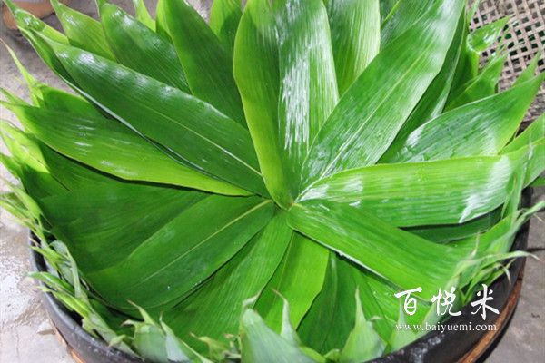 包粽子的葉子是什么葉子？